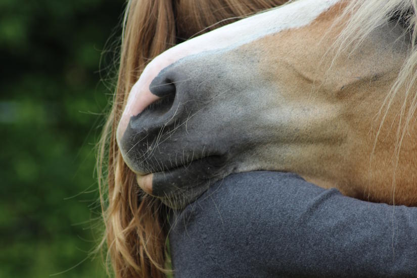 Hest i rolige omgivelser
