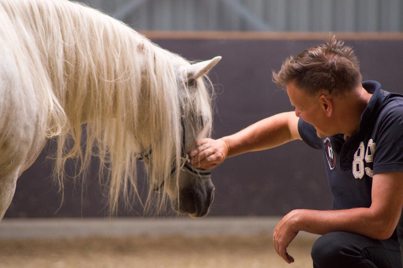 Menneske og hest i roligt samspil